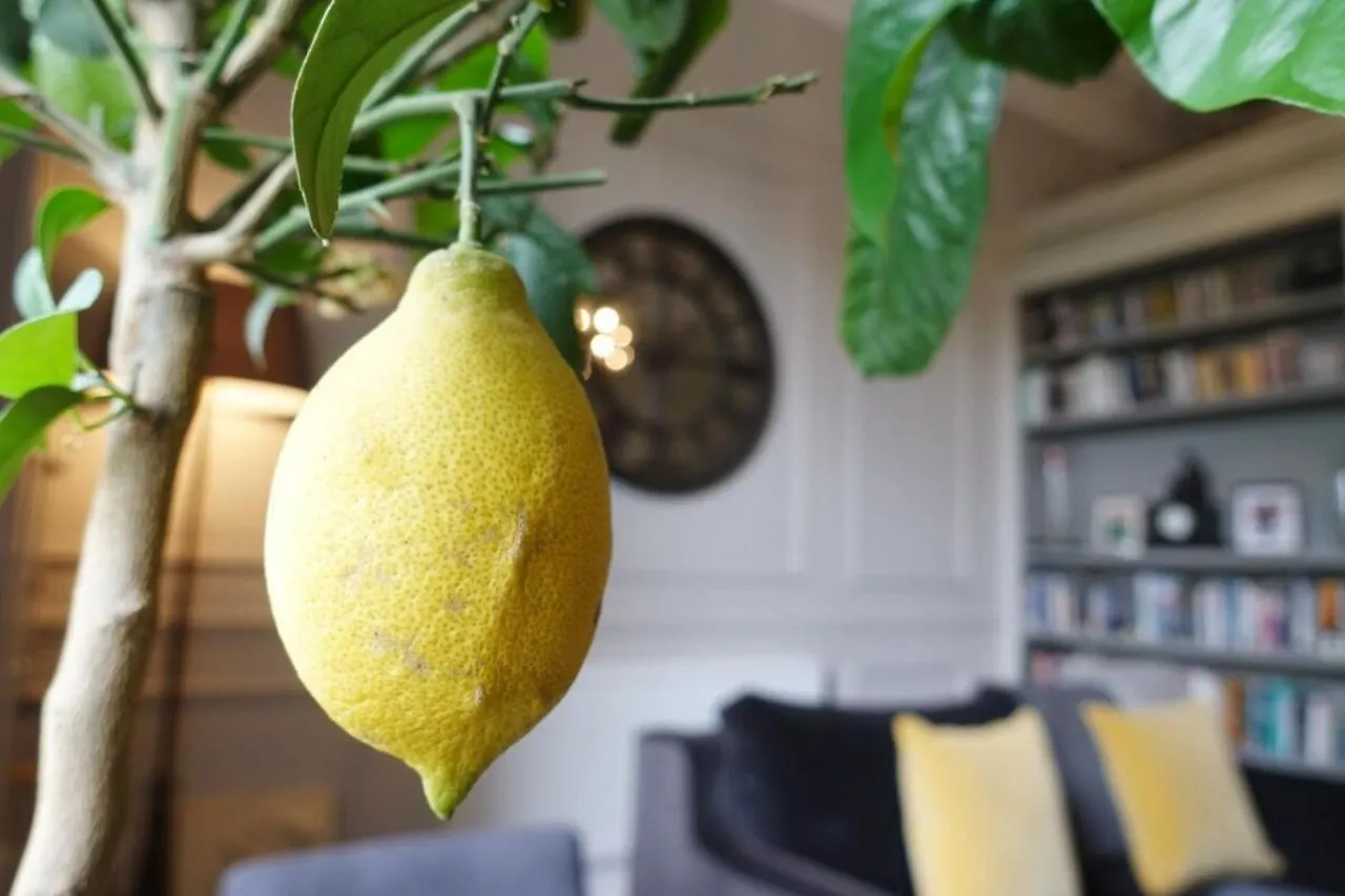 Luxurious Newly Renovated Apartment Dublin Ireland